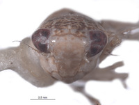 Yungasia fulmina image