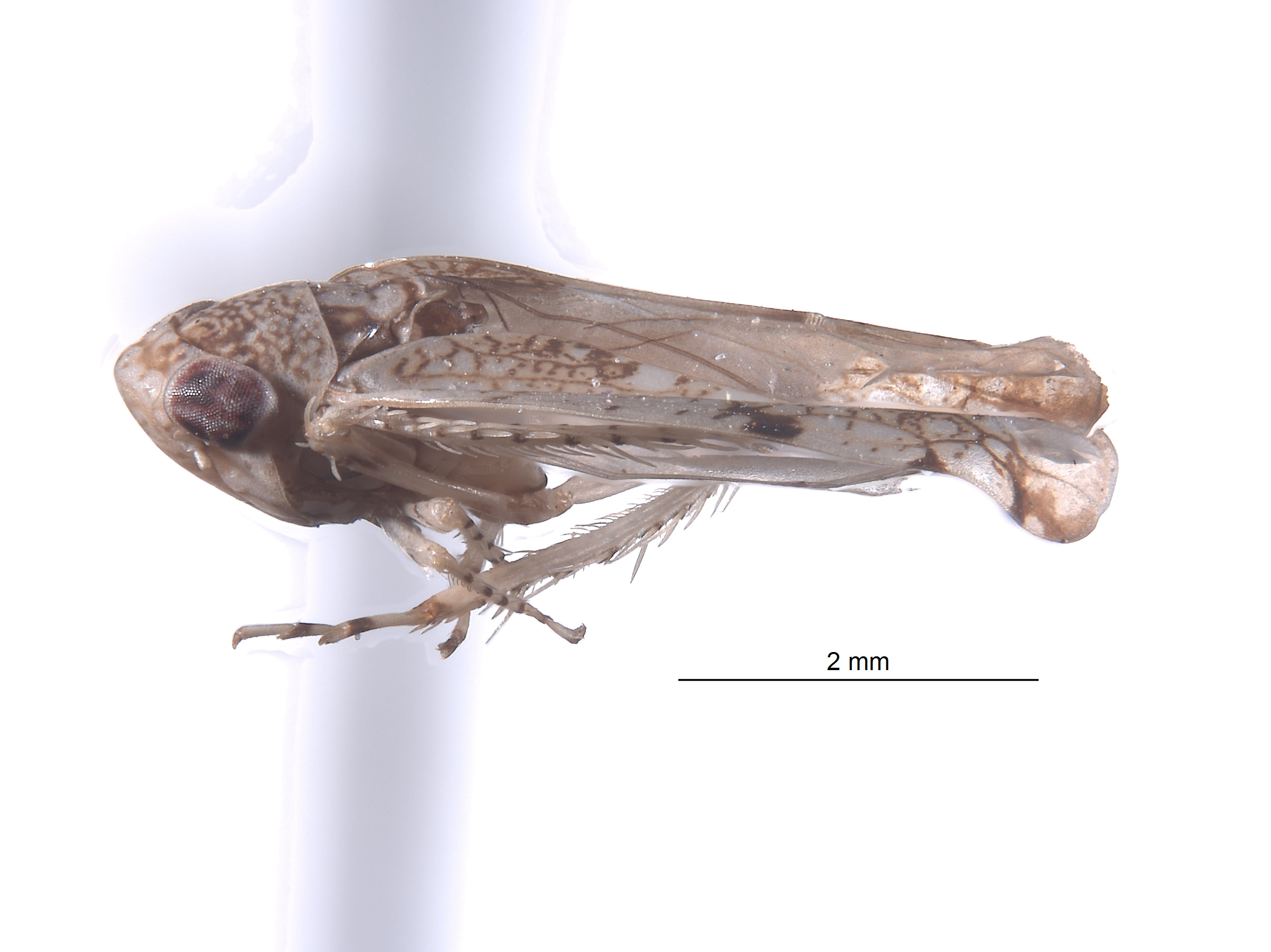 Yungasia fulmina image