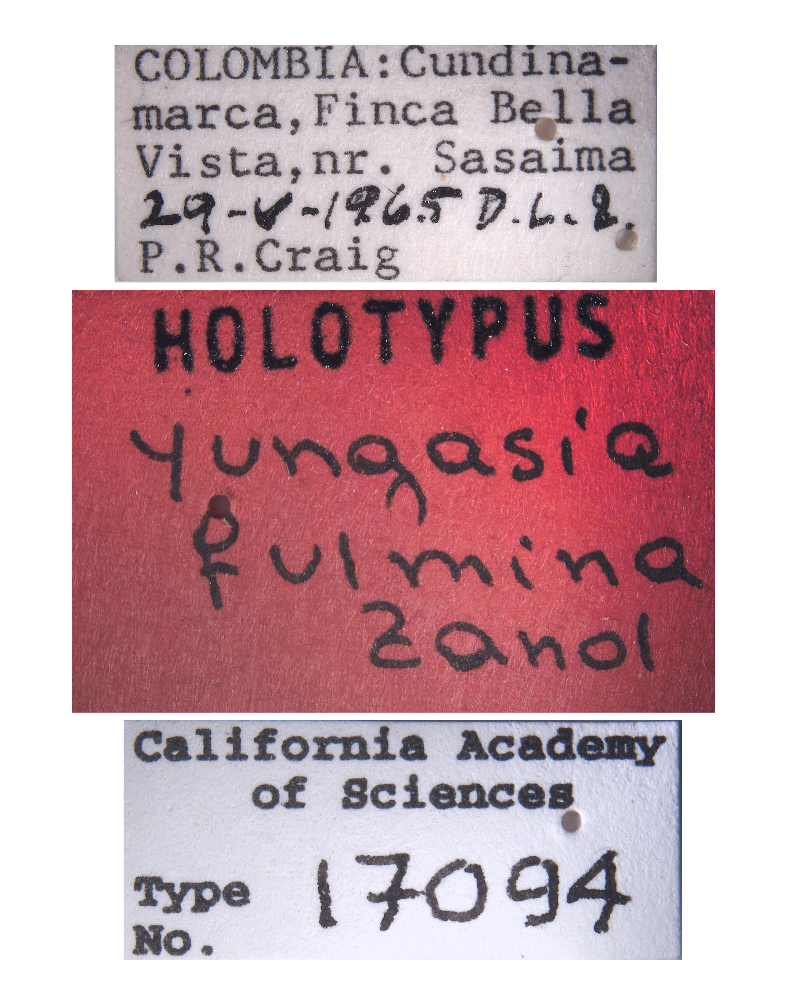 Yungasia fulmina image
