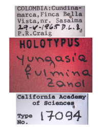 Yungasia fulmina image