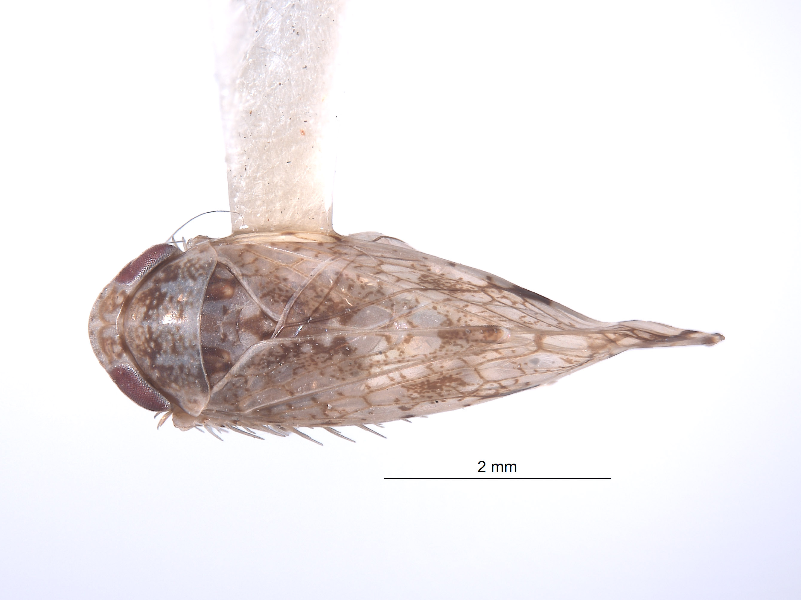 Yungasia lurida image