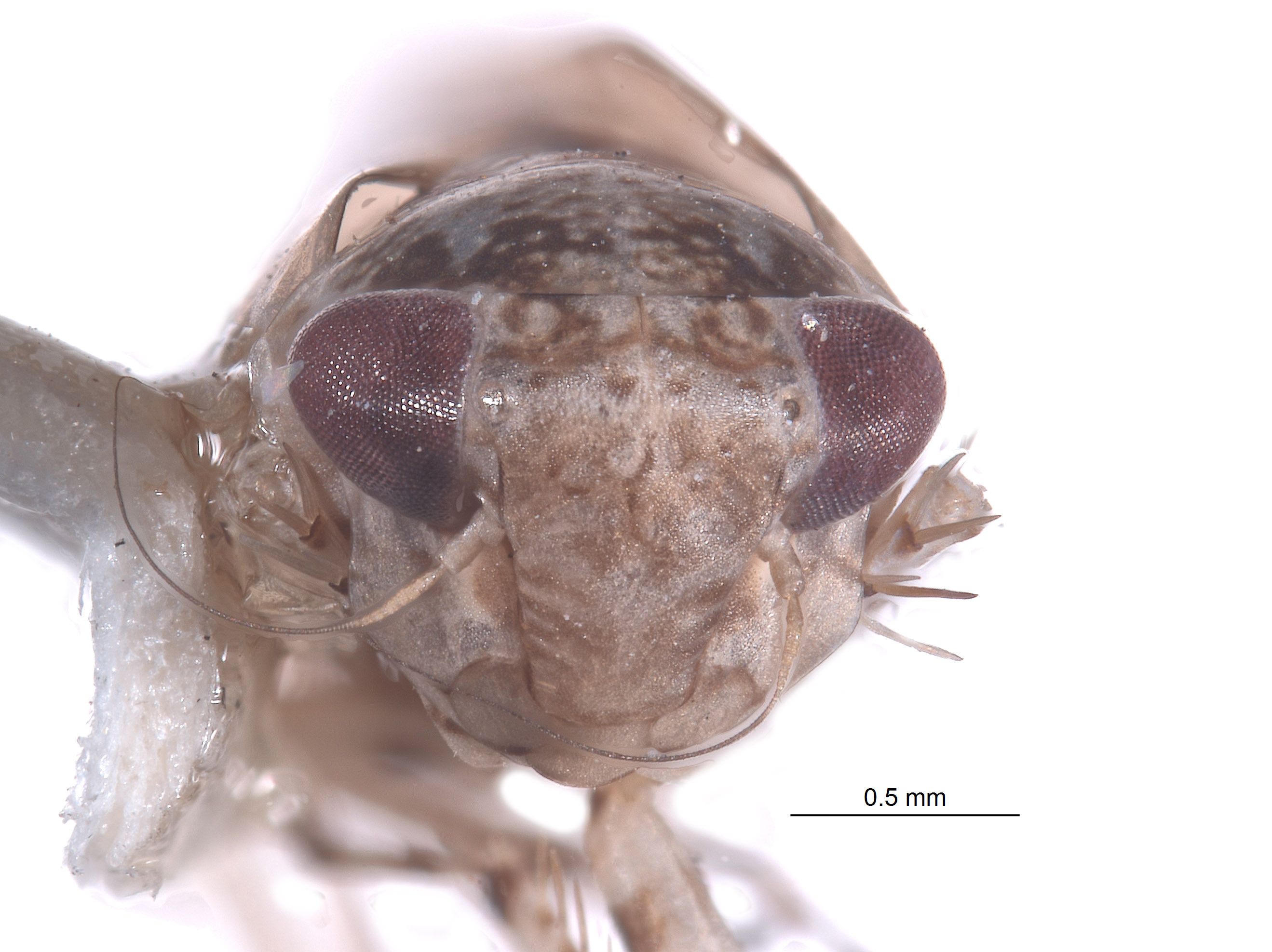 Yungasia image