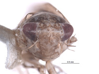 Yungasia lurida image