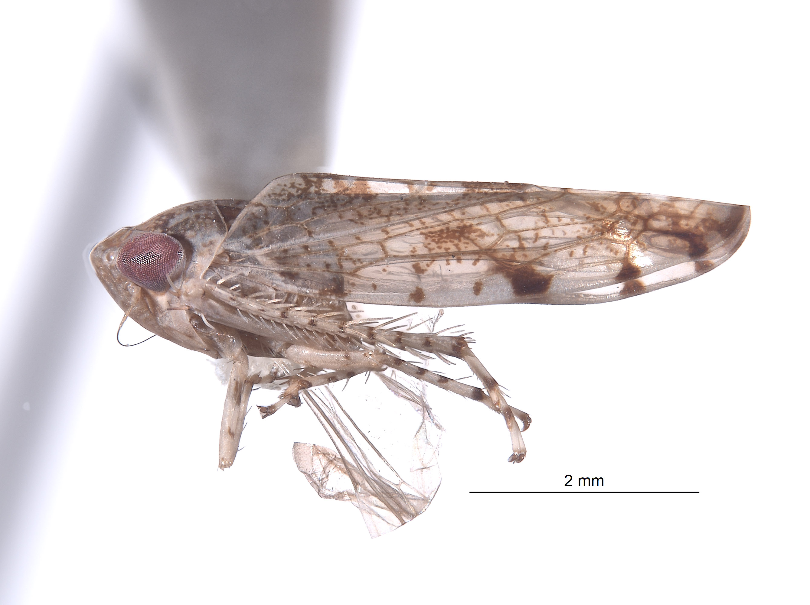 Yungasia lurida image