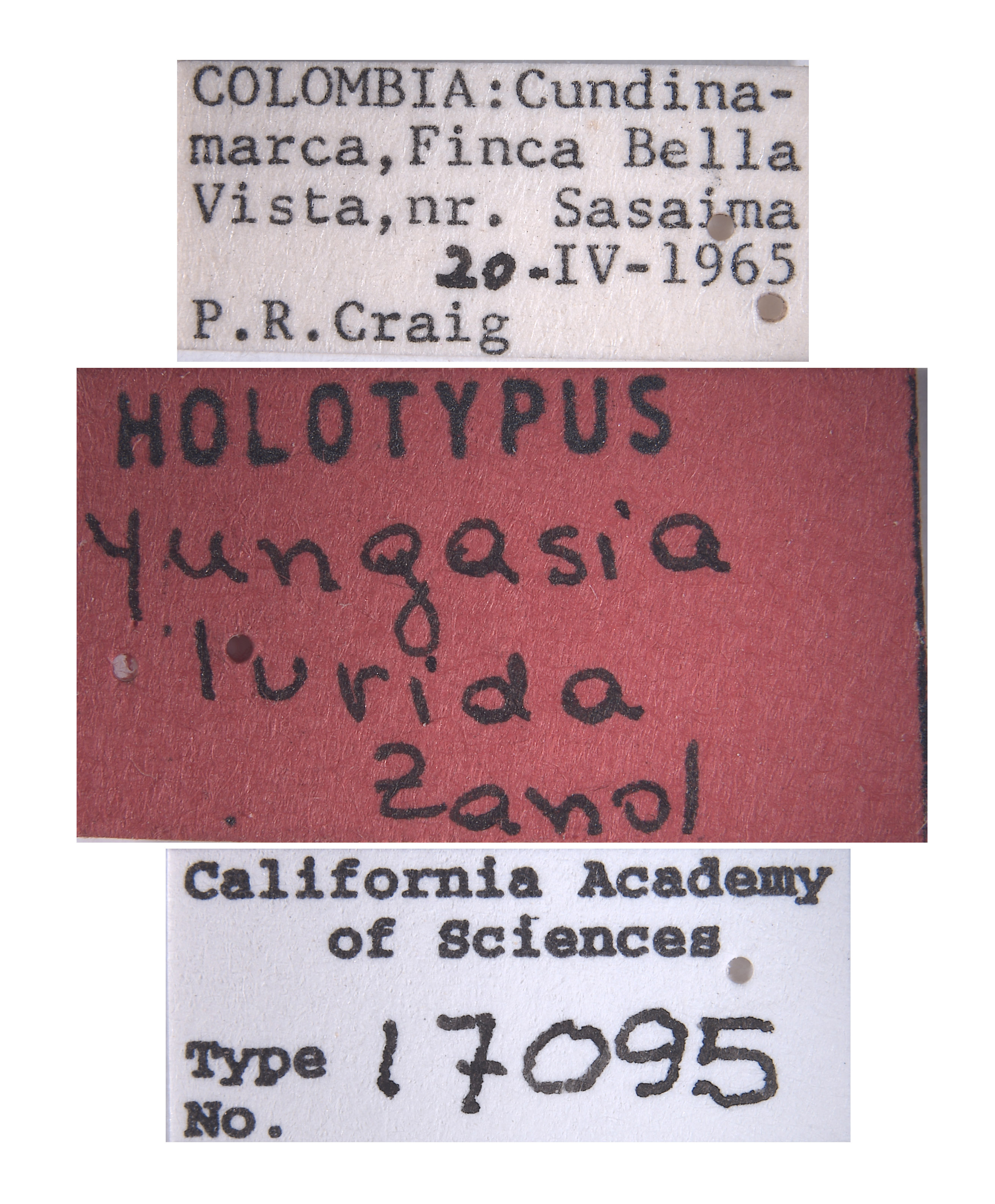 Yungasia lurida image