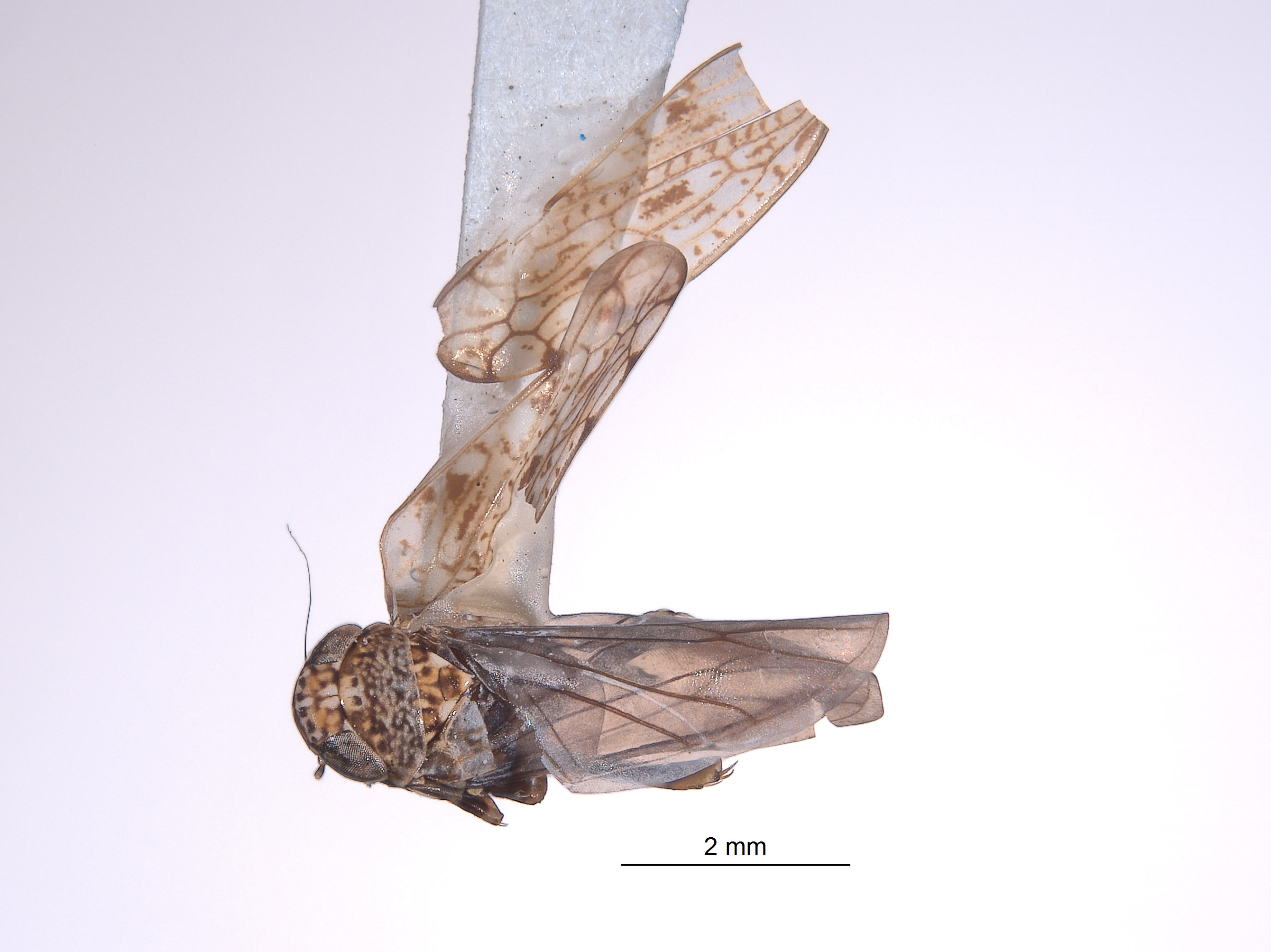 Yungasia tricolor image