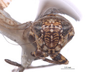 Yungasia tricolor image