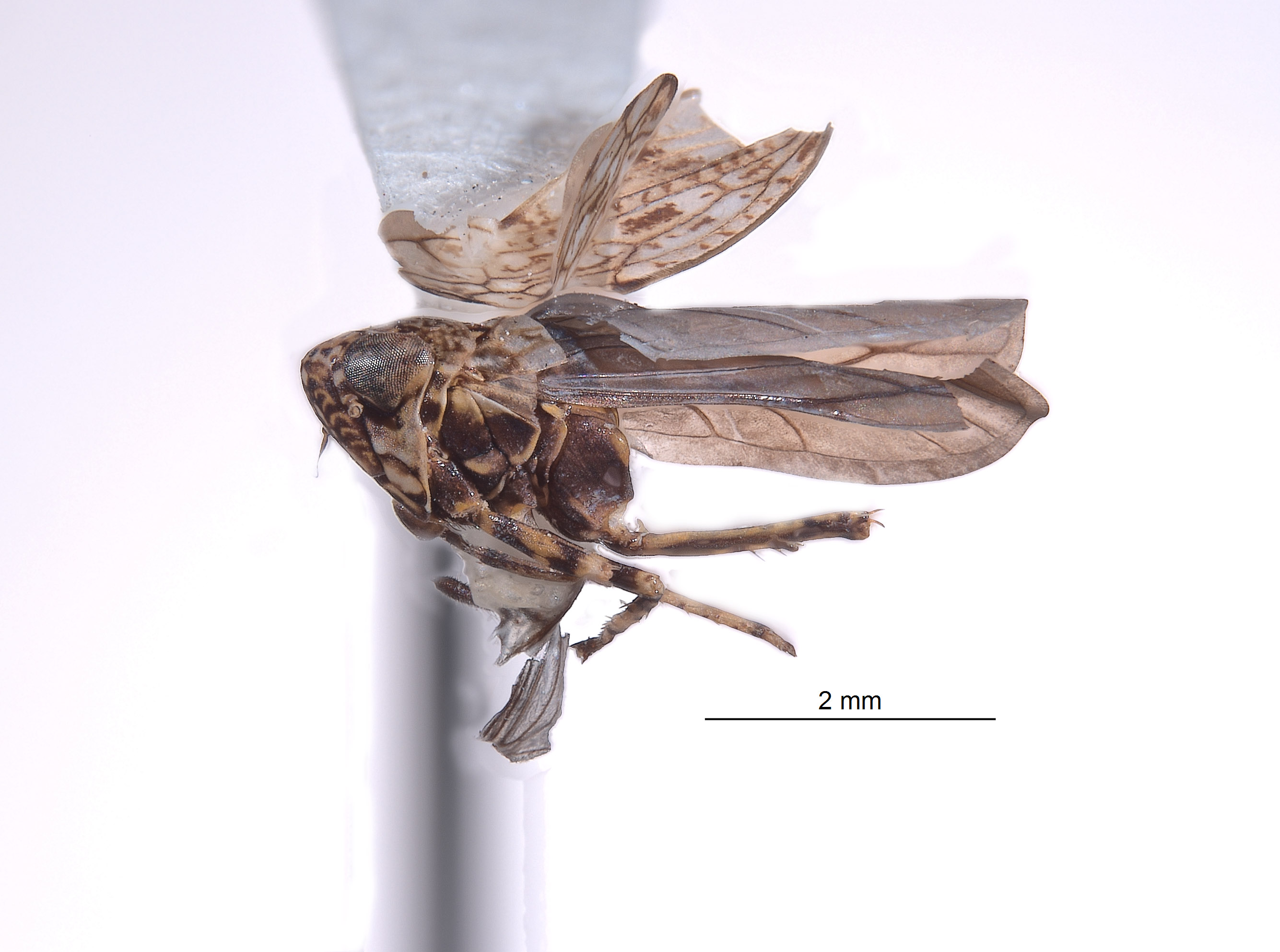 Yungasia tricolor image