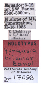 Yungasia tricolor image