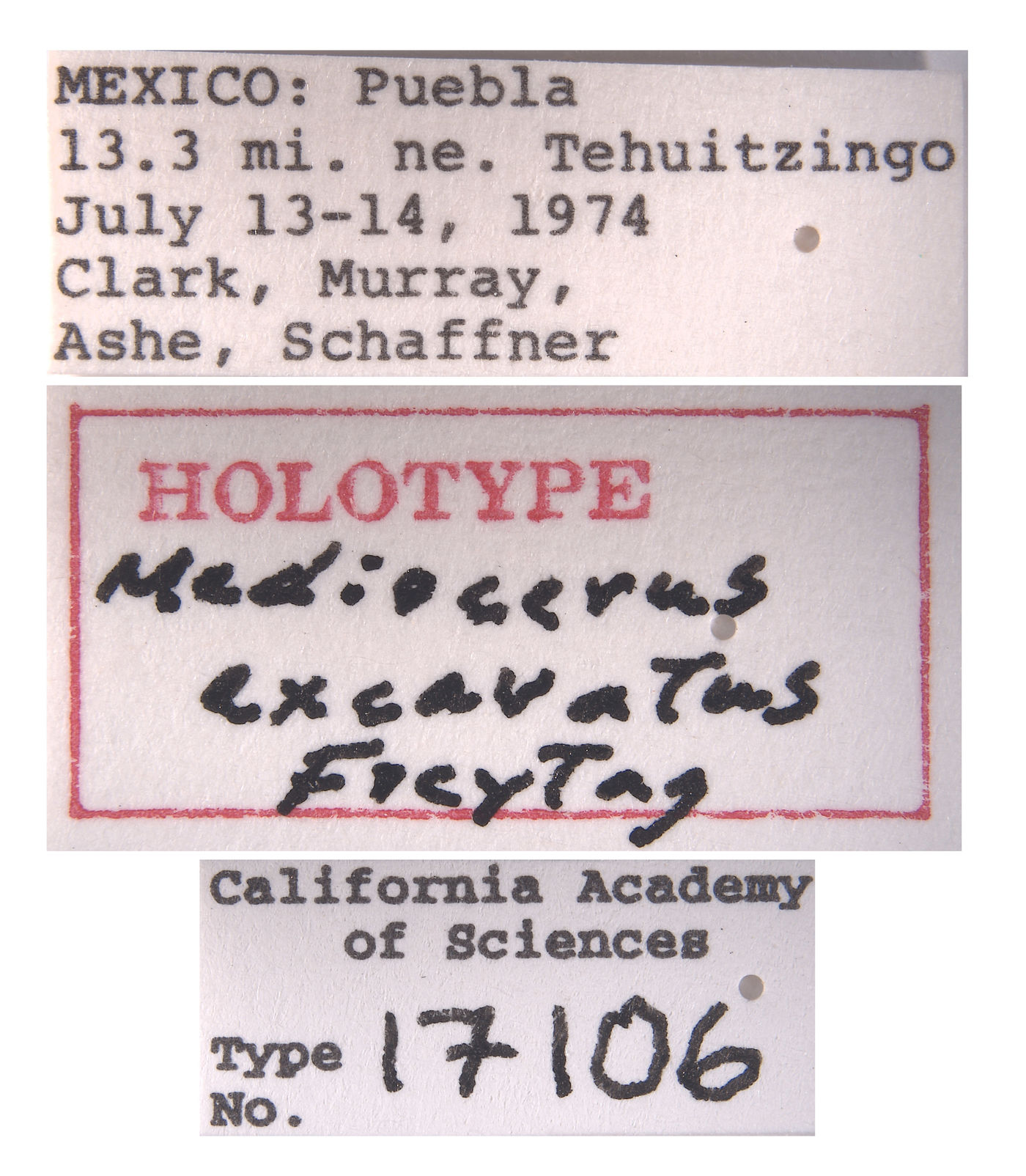 Mediocerus excavatus image