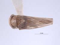 Mexicanocerus minutus image