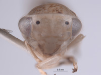 Mexicanocerus minutus image