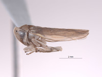 Mexicanocerus minutus image