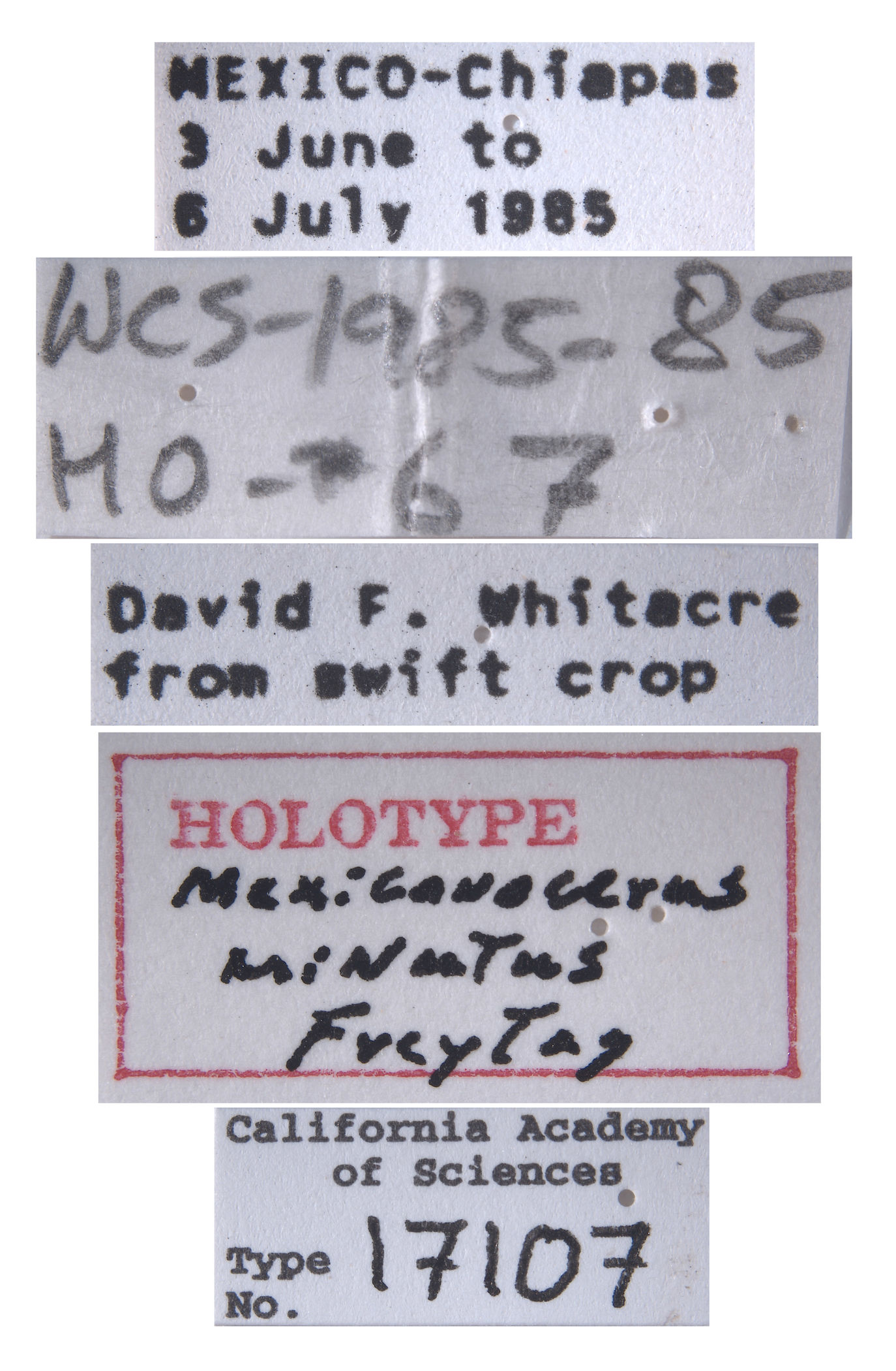 Mexicanocerus minutus image