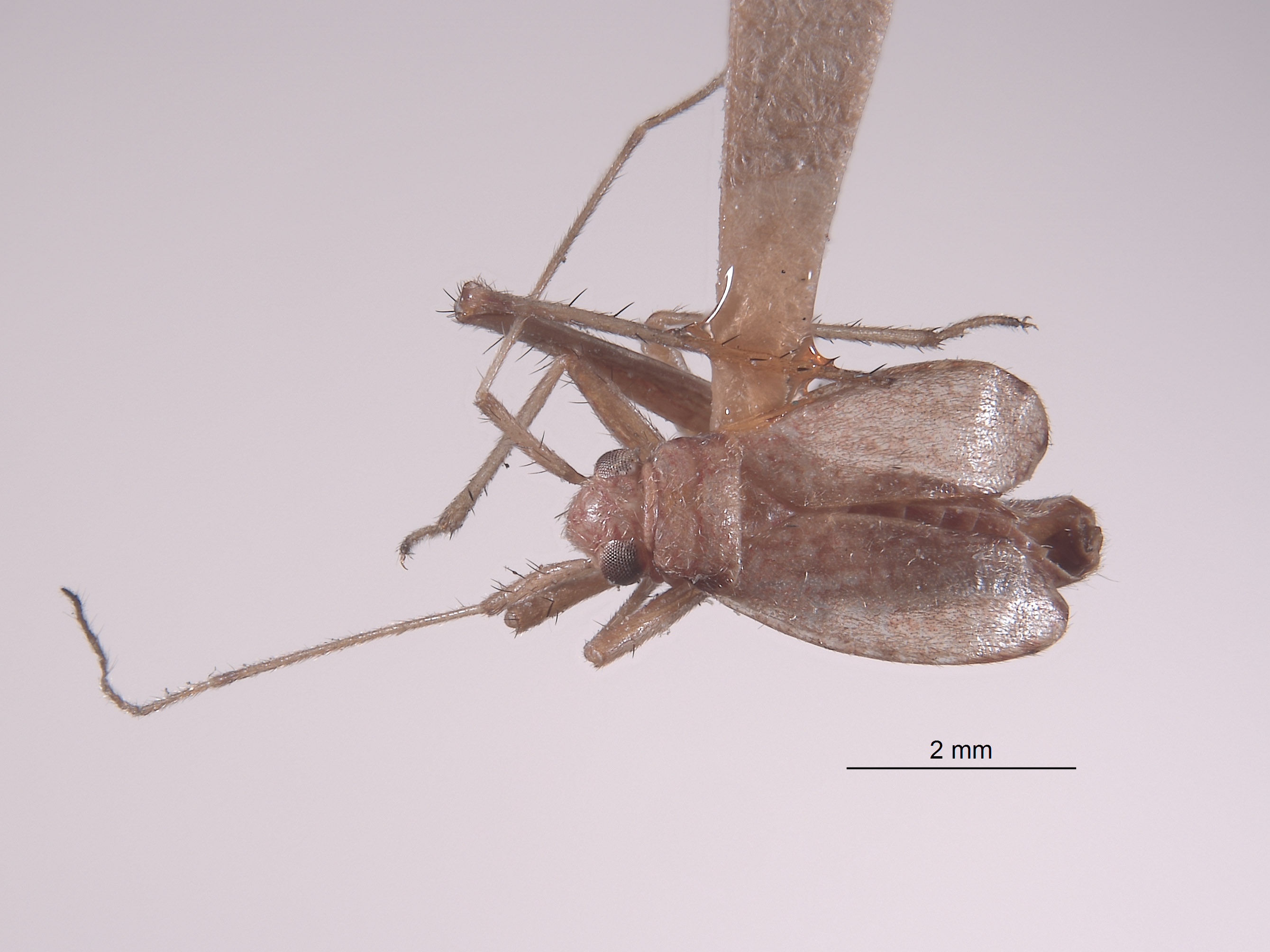 Mollendocoris peruanus image