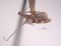 Mollendocoris peruanus image