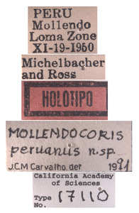 Mollendocoris peruanus image