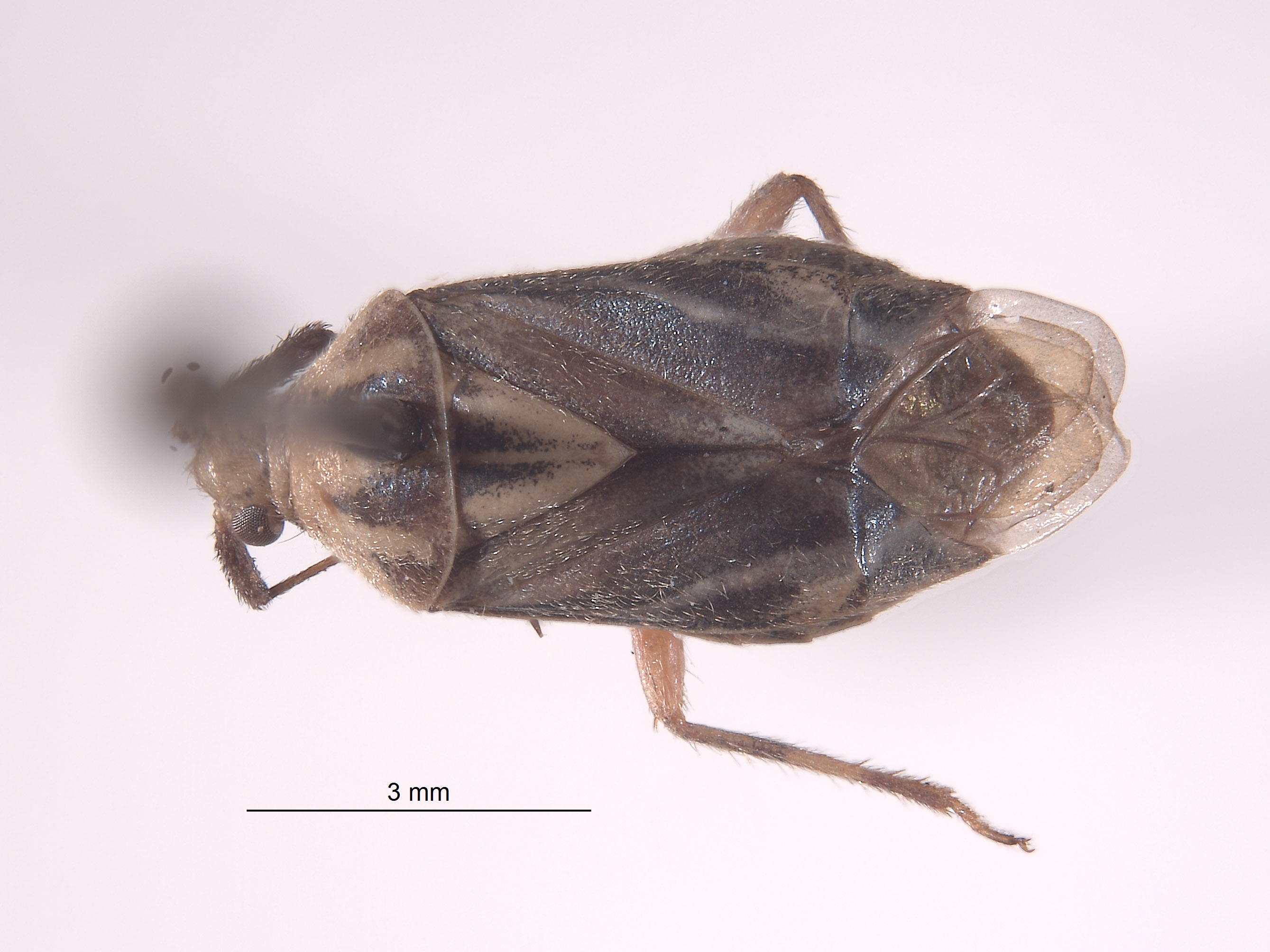 Poeas metaensis image