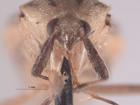 Poeas metaensis image