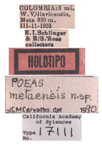 Poeas metaensis image