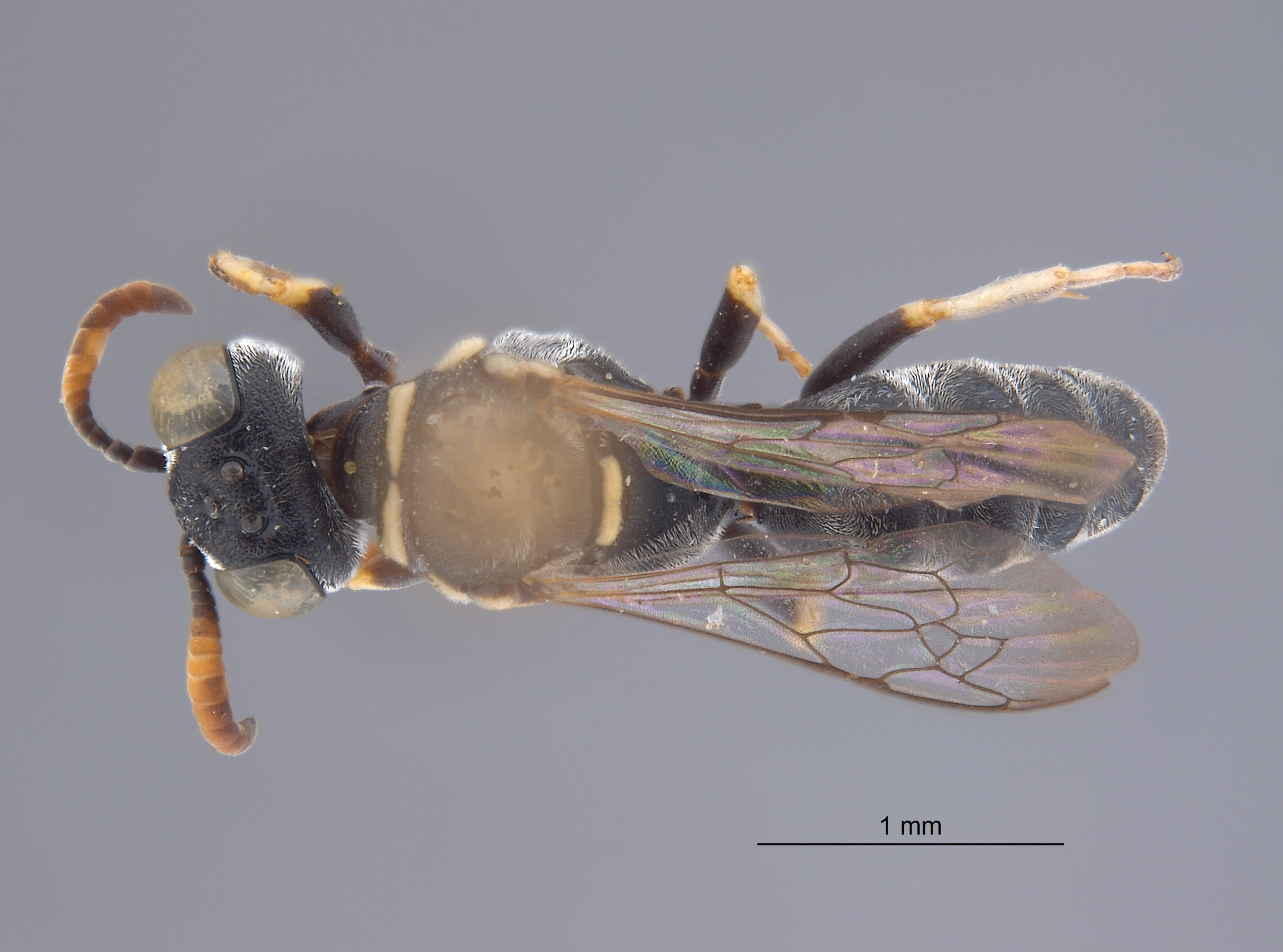 Solierella pulawskii image