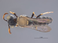 Solierella pulawskii image