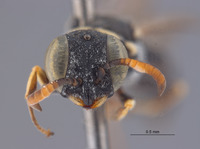 Solierella pulawskii image