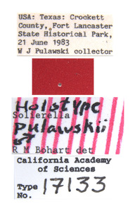 Solierella pulawskii image