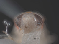 Omegalebra hondurasensis image