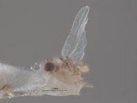 Omegalebra hondurasensis image