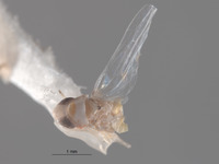 Image of Omegalebra hondurasensis