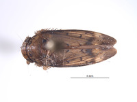 Largulara magnifica image