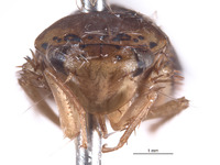 Largulara magnifica image