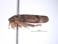 Largulara magnifica image