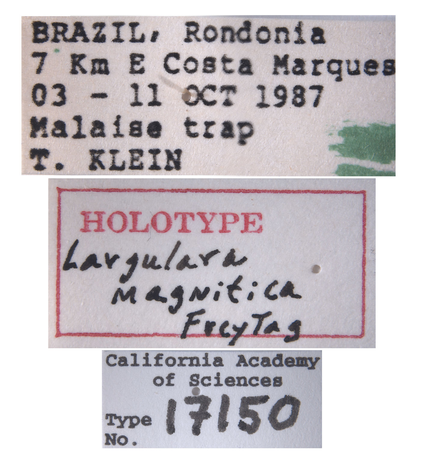 Largulara magnifica image