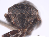 Carsonus oregonus image