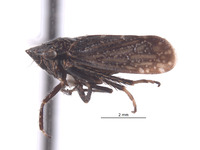 Carsonus oregonus image