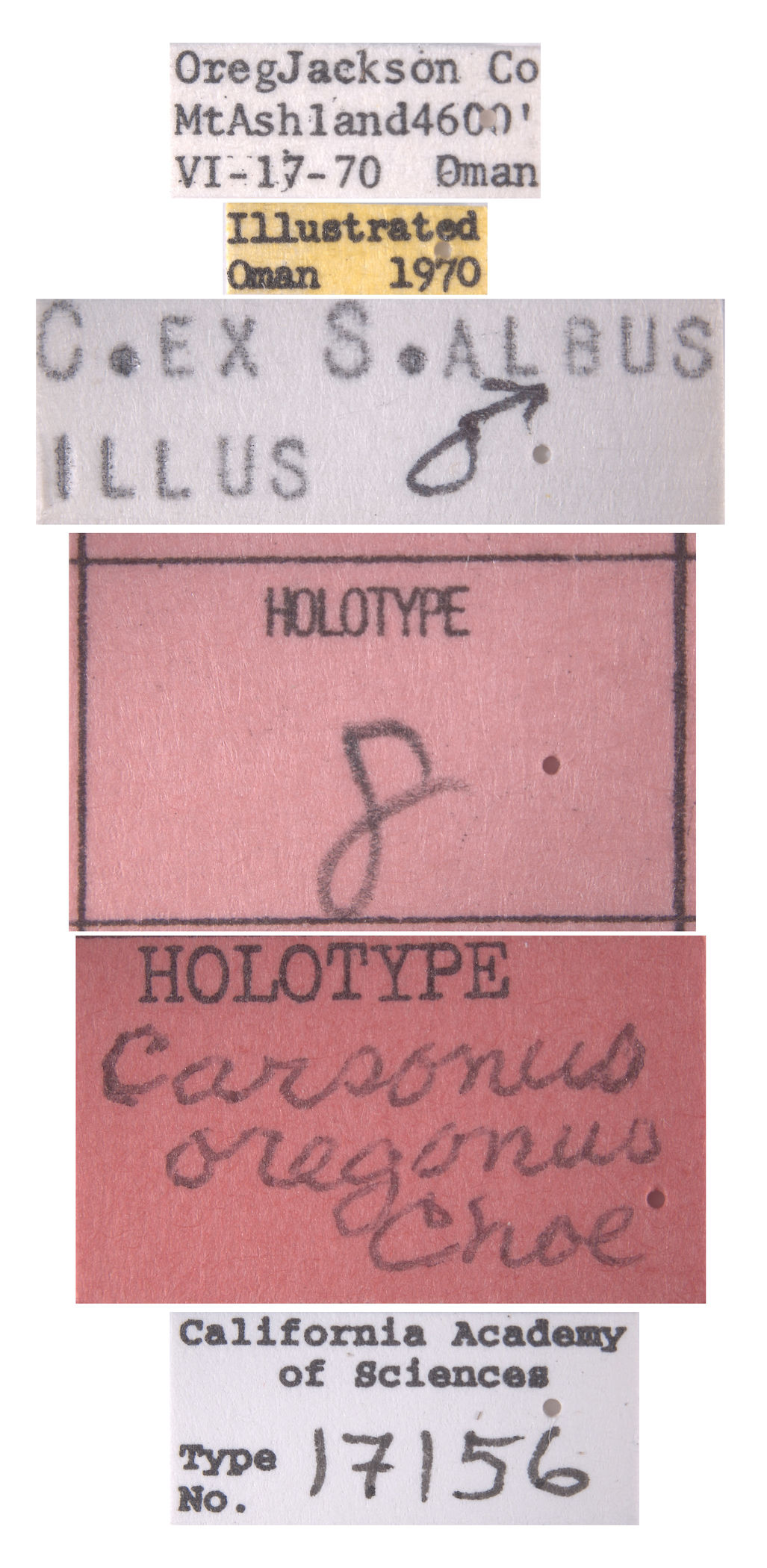 Carsonus oregonus image