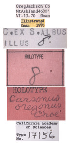 Carsonus oregonus image