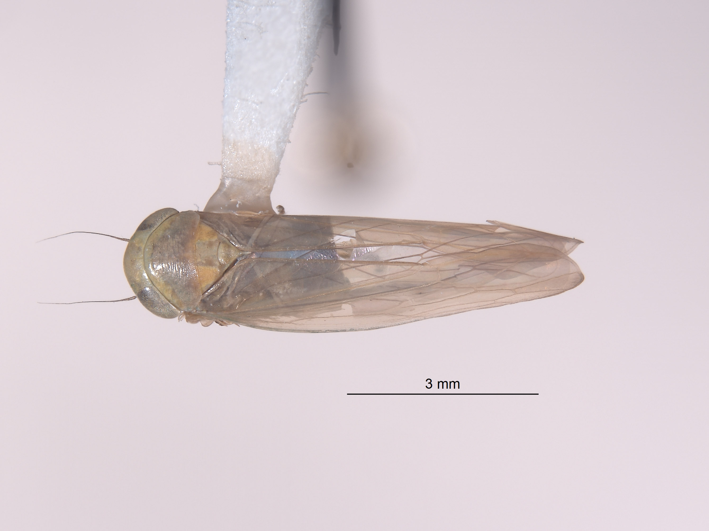 Chlorotettix groenus image