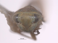 Chlorotettix groenus image