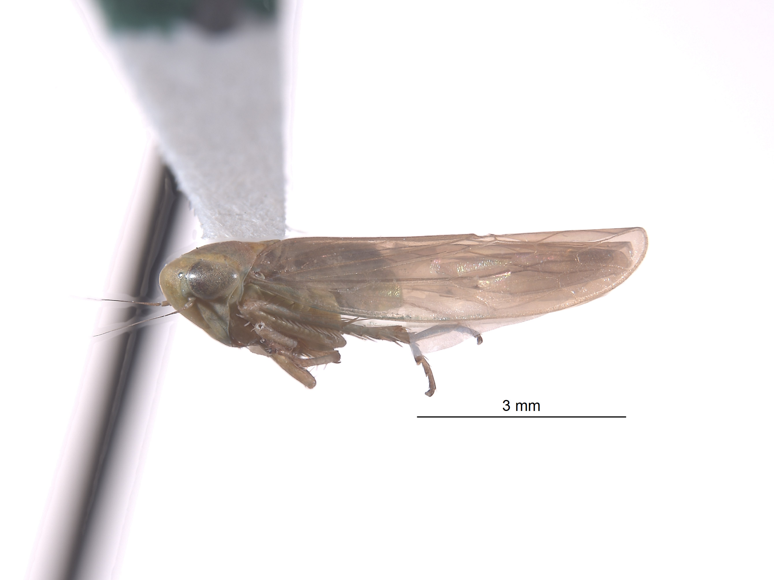 Chlorotettix groenus image