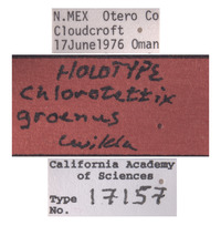 Chlorotettix groenus image