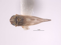 Macrosteles bandii image