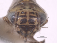 Macrosteles bandii image