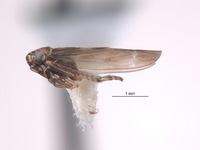 Macrosteles bandii image