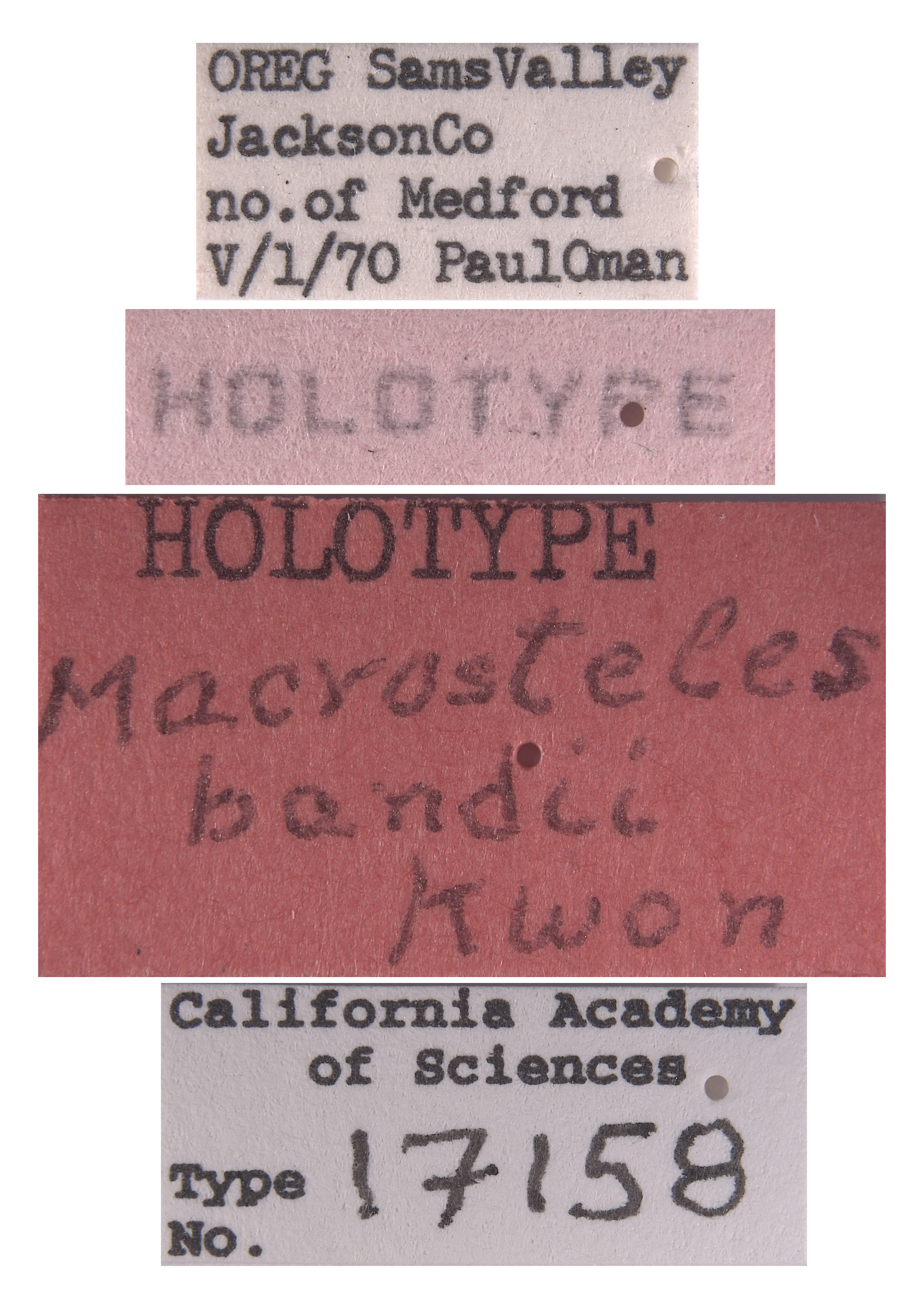 Macrosteles bandii image