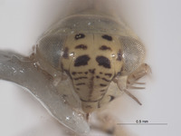 Macrosteles elegans image