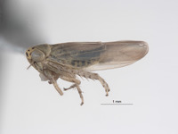 Macrosteles elegans image