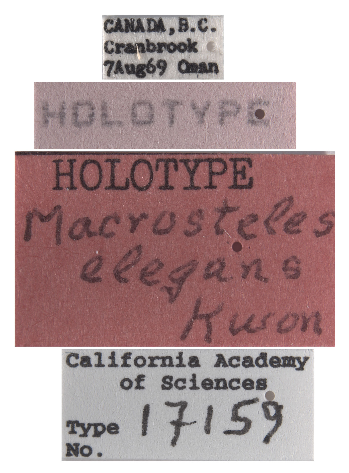 Macrosteles elegans image